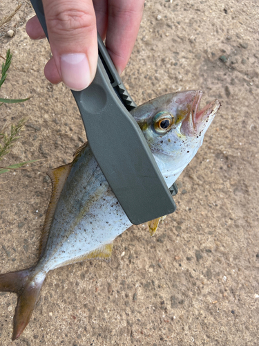 ネリゴの釣果