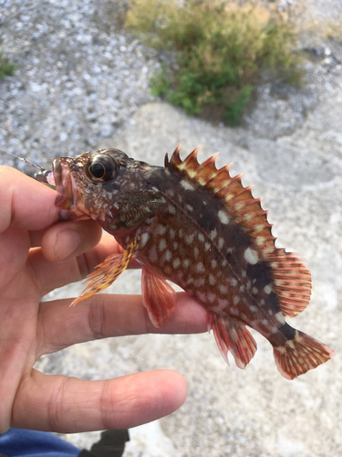 カサゴの釣果