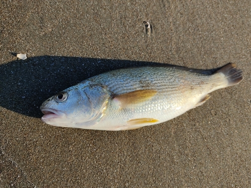 イシモチの釣果