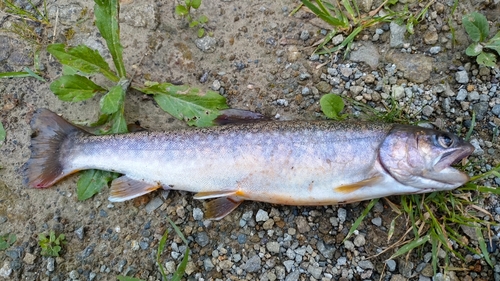 イワナの釣果