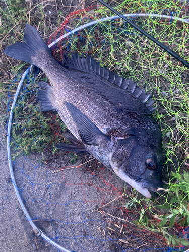 チヌの釣果