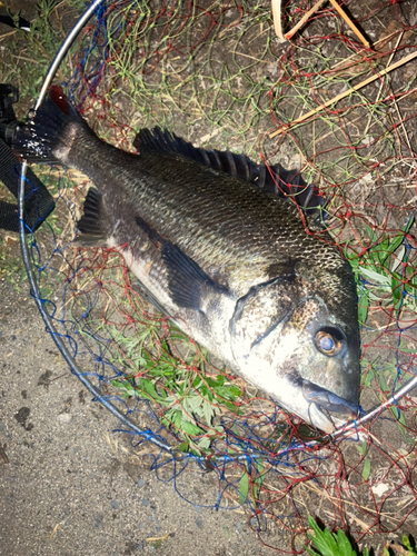 チヌの釣果