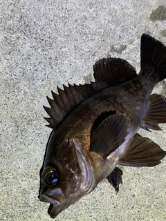 メバルの釣果