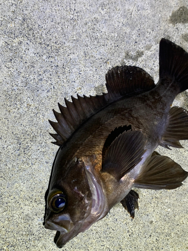 メバルの釣果