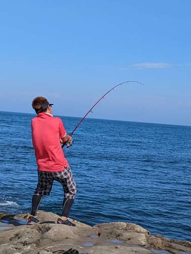 ワラサの釣果