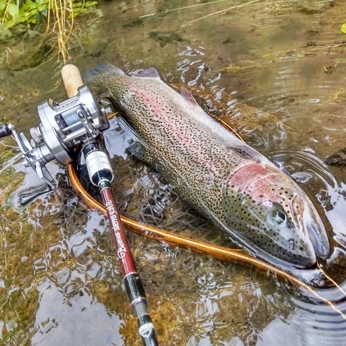 ニジマスの釣果