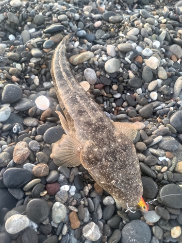 マゴチの釣果