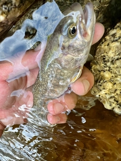 ニッコウイワナの釣果