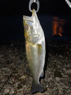 フッコ（マルスズキ）の釣果