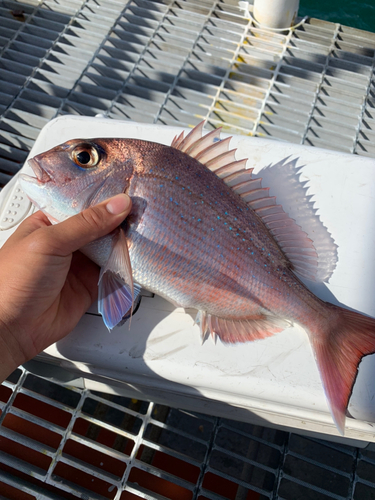 マダイの釣果