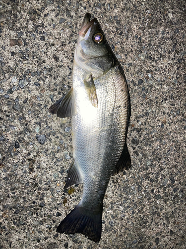 ヒラスズキの釣果