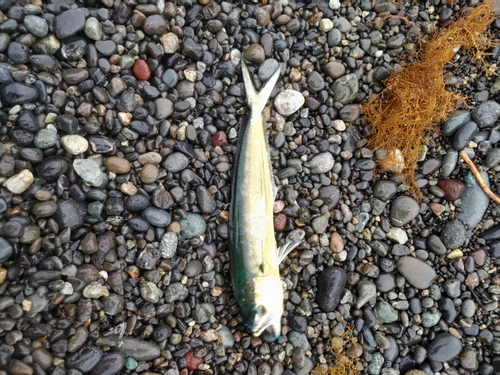 ショゴの釣果