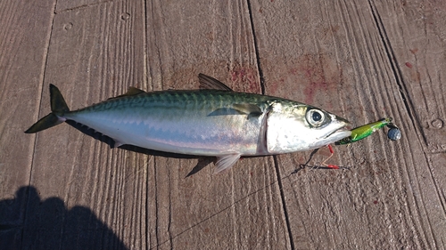 サバの釣果