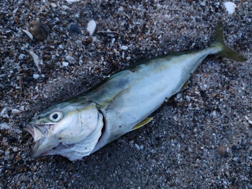 ワカシの釣果