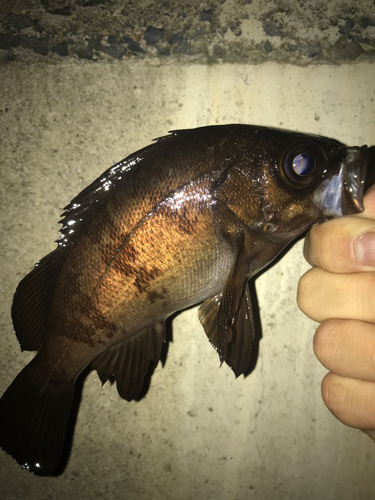 メバルの釣果