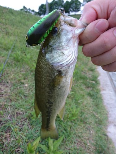 ラージマウスバスの釣果