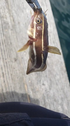 ゴンズイの釣果