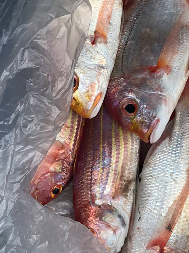 レンコダイの釣果