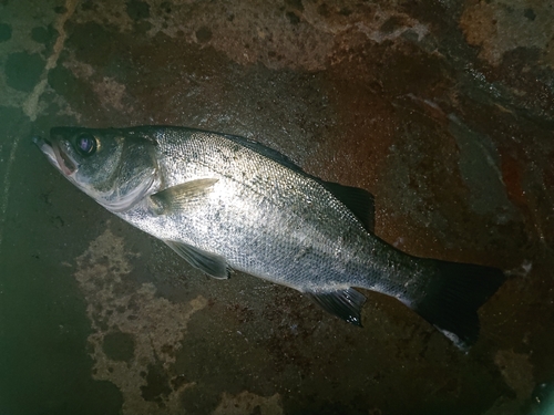 ヒラスズキの釣果