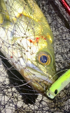 シーバスの釣果