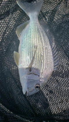 ヘダイの釣果