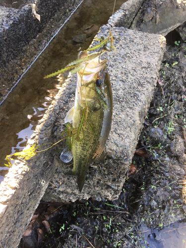 ブラックバスの釣果