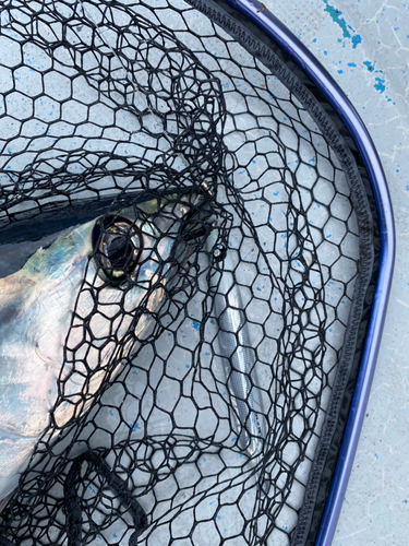 ビンチョウマグロの釣果