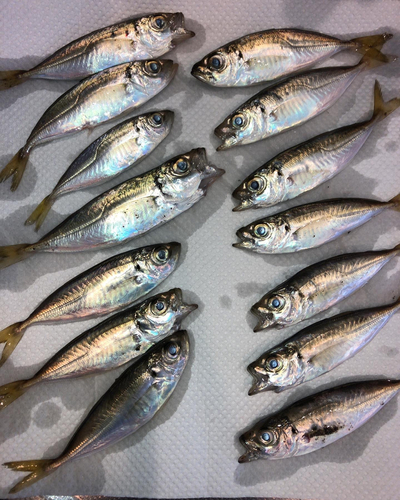 アジの釣果