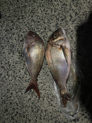 タイの釣果