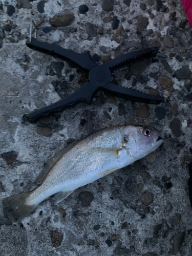 イシモチの釣果