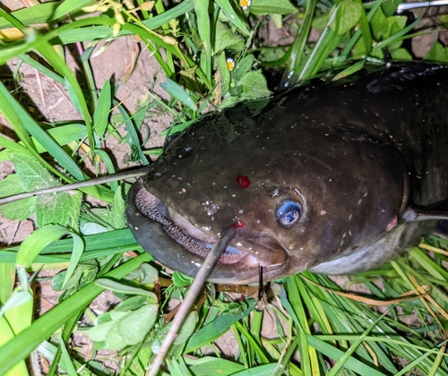 ナマズの釣果