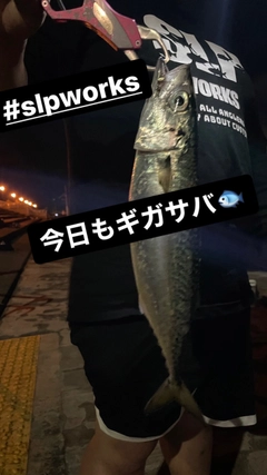 サバの釣果