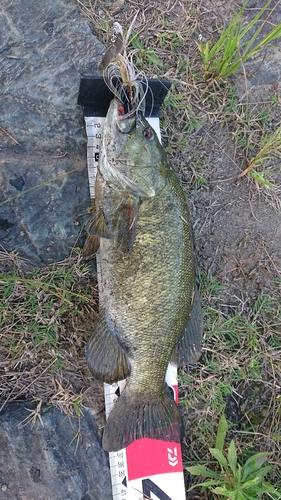 スモールマウスバスの釣果