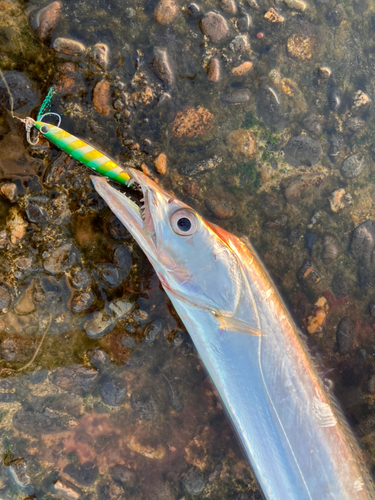 タチウオの釣果