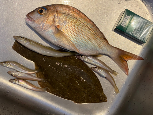 マダイの釣果