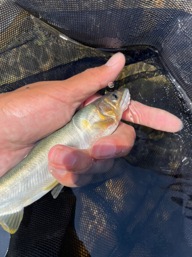 アユの釣果