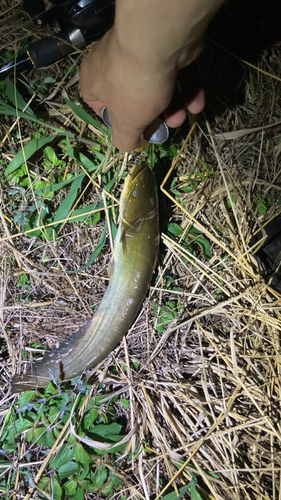 マナマズの釣果