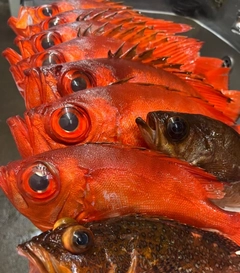 チカメキントキの釣果