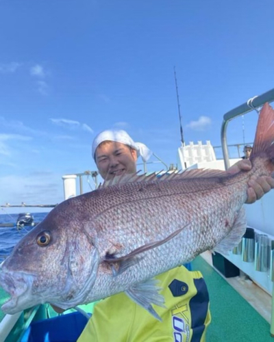 マダイの釣果