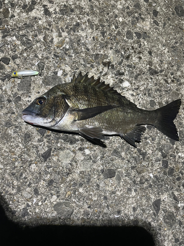 クロダイの釣果