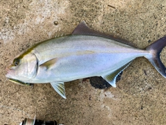 カンパチの釣果