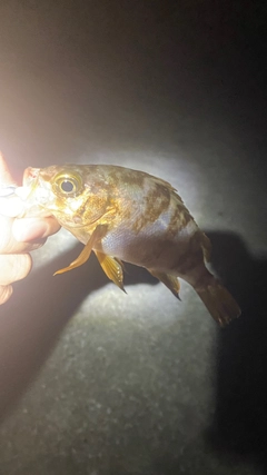 メバルの釣果