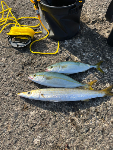 ワカシの釣果