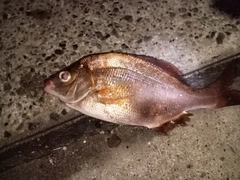 ウミタナゴの釣果