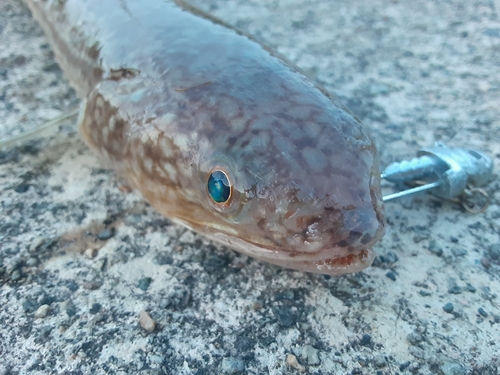 エソの釣果