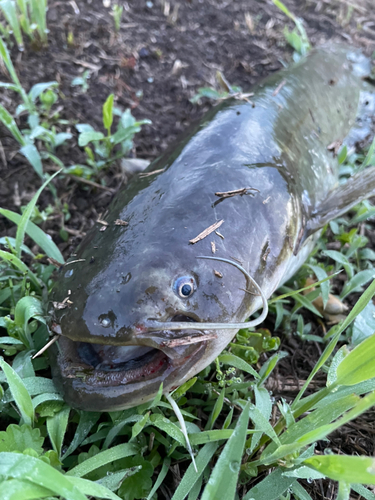 ナマズの釣果