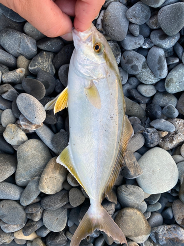 ショゴの釣果