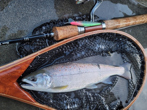 アマゴの釣果