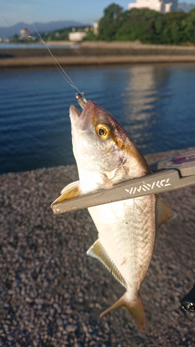 ショゴの釣果