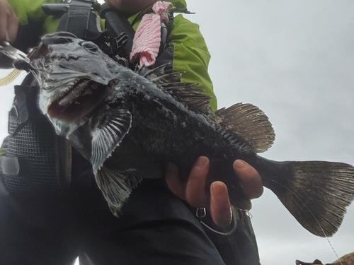 クロソイの釣果